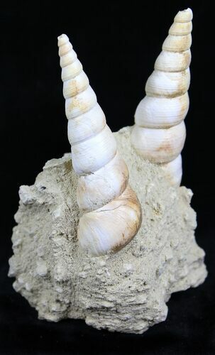 Fossil Gastropod (Haustator) Cluster - Damery, France #22218